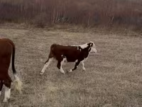 Taureau, Vache kazakhe à tête blanche — photo 3