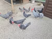 Chickens — foto 6