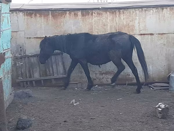 Yegua, Horse breed