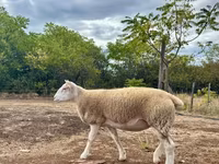 Oveja, Ovejas — foto 3
