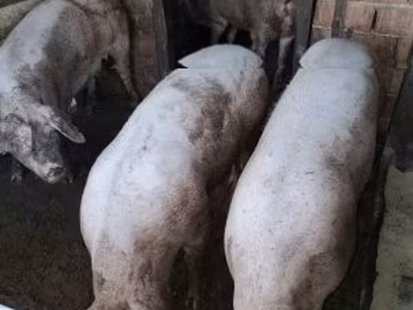 Sow, Pigs — Hungary