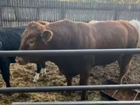 Toro, Vaca Limousin — foto 2
