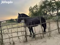 Hengst, Pferde — Foto 4