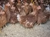 Chickens — फ़ोटो 2
