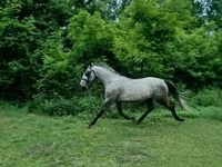 Hing, Lipizzaner — 1. fotó