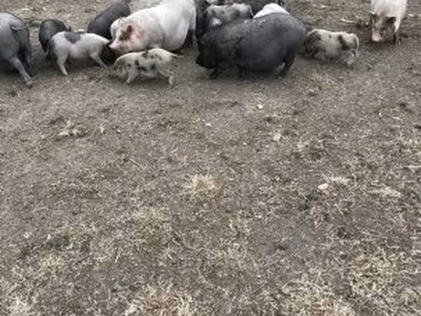 Sow, Вьетнамская вислобрюхая