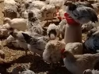 Chickens — Foto 3