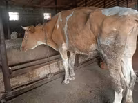 Krowa, Simmental cattle — zdjęcie 5
