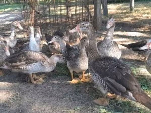 Ducks — Magyarország