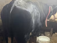 İnək, Simmental cattle — foto 2