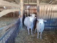 母羊, Ile-de-France sheep — 照片 2