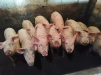 Pigs (batch, sex not specified), Pigs — photo 1