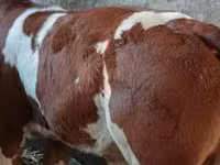 Bulle, Simmental cattle — Foto 1