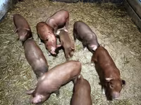 Pigs (batch, sex not specified), Дюрок — photo 1