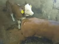 ثور, Simmental cattle — الصورة 5