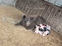 母猪, Pigs — 照片 1