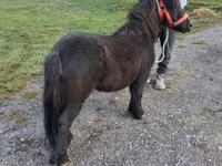 Caballo, Caballos — foto 3