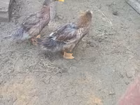 Ducks — 照片 4