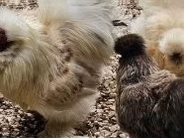 Chickens
