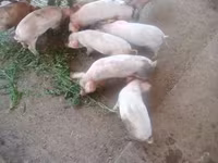 Pigs (batch, sex not specified), Pigs — photo 5