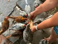 सेब्राइट — फ़ोटो 6