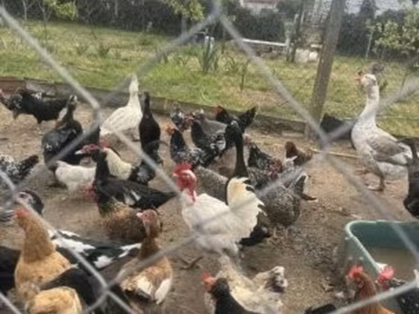 Chickens — Magyarország