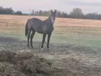 घोड़ा, Nonius horse — फ़ोटो 3