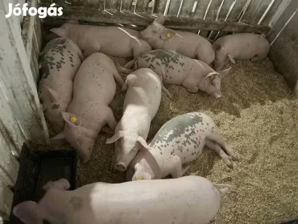 Sow, Pigs — Hungary