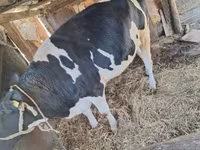 Tehén, Limousin tehén — 2. fotó