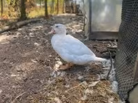 Ducks — foto 6