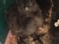 爪哇黑鸡 — 照片 1