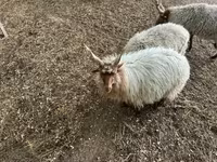 公羊, Racka sheep — 照片 3
