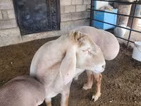 Bélier, Arashan sheep — photo 4
