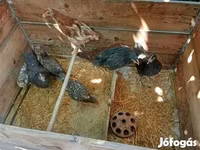 Chickens — Foto 2