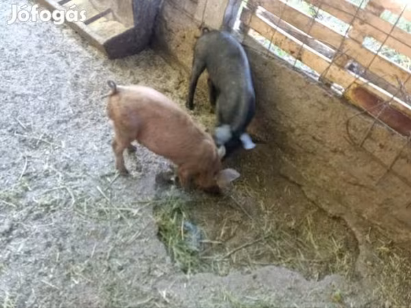 Boar,  — Hungary