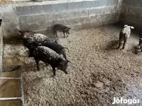 Boar, Мангалица — photo 7