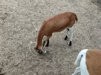 母羊, Cameroon sheep — 照片 5