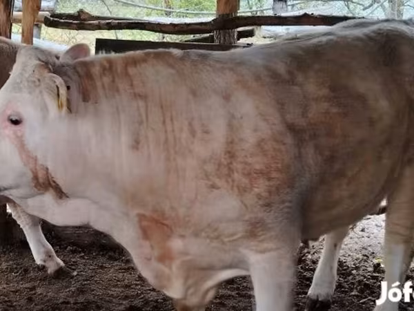 Bika, Simmental cattle