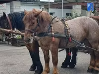 فرس, Percheron — الصورة 6