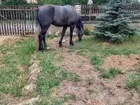 Horse (M), Lipizzaner — photo 5