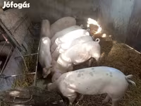 Sow, Pigs — photo 4