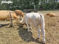 Bika, Charolais cattle — 1. fotó