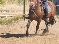 حصان, Međimurje horse — الصورة 6