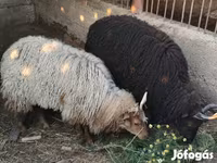 Sheep, Racka sheep — photo 1