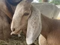 公山羊, Saanen goat — 照片 2