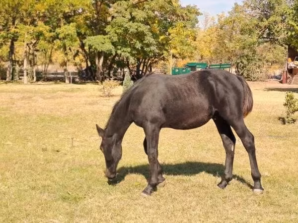 Kůň, Nonius horse