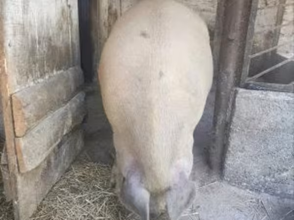 Boar, Pigs — Hungary