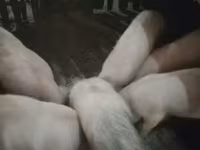 नर सूअर, सूअर — फ़ोटो 3