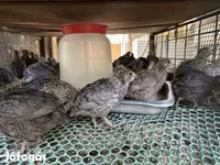 Quails — 1. fotó