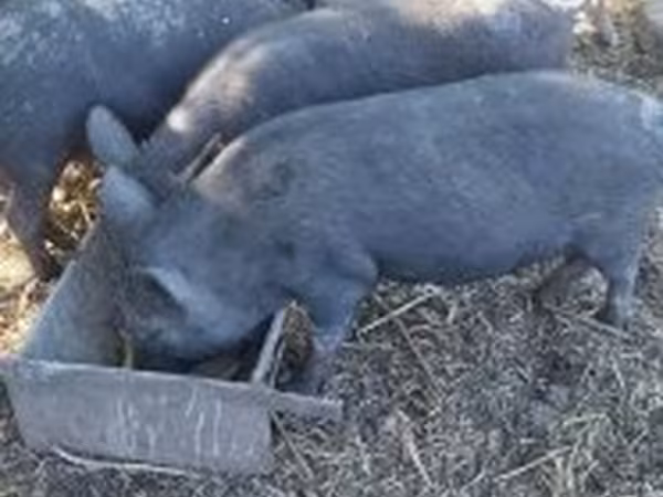 Boar,  — Hungary